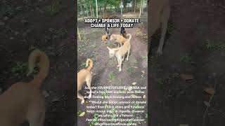 Rescue Dogs in Uganda Find Hope/Adopt,Sponsor,Donate,Journeyofloveuganda