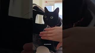 Black cat behavior 🤣#cat #funnyanimal #funny #funnycat #funnyvideo #funnypet