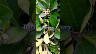 #Barbados cherry #🍒 #😋 #😍 #trendingshorts #naturelovers #vitamin #C 1500g #good sources of vitamin C