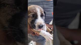 kombai breed ha illa stray dog🤔#dog #reels #tamil #dogrescue #reelsinstagram #vjsiddhuvlogs #shorts
