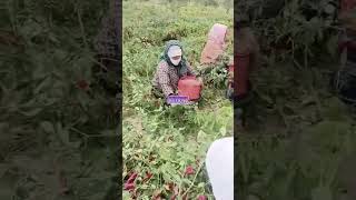 Framing the Harvest Season | #HarvestSeason #Agriculture #Harvest #YouTubeShorts