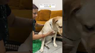 Secrets to Gorgeous Hair: Natural Oil Unveiled #happypets   #petmakeover