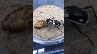 Insects animals species.#veganfortheanimals #animalsvideos #animalsaddict #babyanimals #iloveanimals