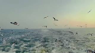 কেউ কথা রাখেনি (মিনার)