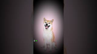 Shiba Inu Coin | Shib Coin #shibarmy #shibacoin  #cryptoinvestment #shibainucoin