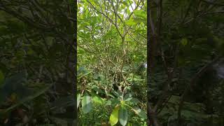 Amazing and Beautiful Plumeria  Rubra Plant  #shortvideo #tree #frangipani #apocynaceae #nature