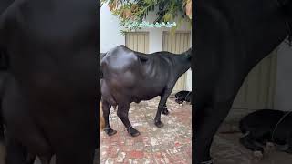 Sheikh Jhangeer #buffalodairyfarm #baffalo #bull