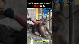 おばあちゃんの手にかかれば、猿も太る