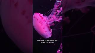 This Creature Cheats Death — You Won’t Believe How!#DidYouKnow#SecretsOfLife#ImmortalJellyfish#