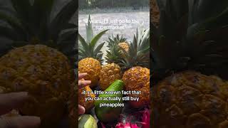 パイナップルの論理 #andrethefarmer #パイナップル #pineappleplant #permaculturelife
