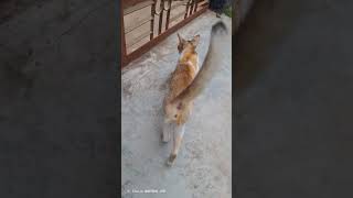 চলে গেলো #suscribe #বিড়াল #catvideos #pets #share #like
