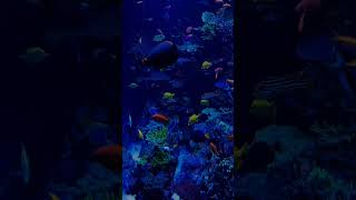 Deep sea emotions 🐠🐟.     #song #music #love #viralmusic