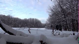 Winter wonderland forest outskirts