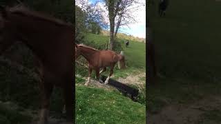 Horses at Bel Air Equestrian Centre moving to a new field