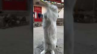 #animals in world #animalphotos #loveanimals #animalinstagram #animalsphotography #animalsofinstagra