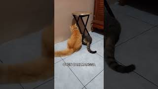 oyen cari mangsa #kucinglucu #catlover #kucingimut #cat #cats #kucing #kucingoren