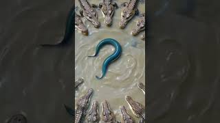 Circle of Predators: When Curiosity Meets Danger NatureDrama #WildlifeCircle #PredatorVsPrey