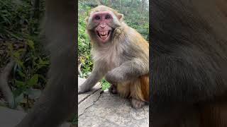 How happy !! #monkey #animals #foryou #cute #You Must Know #viral story #Wonderbot