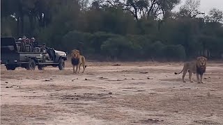The moment these male lions realised they are outnumbered