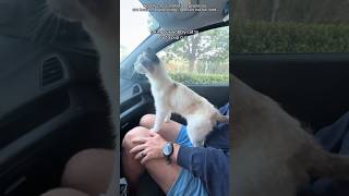 Life with a wobbly cat:The cutest journey ever🐈#cat #catlovers #catlife #catshorts #foryou