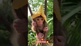 Baby Monkey 🐒 #baby #Mindblowingshorts #short #shorts #ytshorts #viralshorts