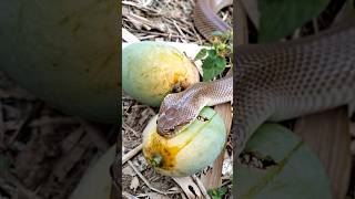 A big cobra snake is eating mango fruit #snakevideo #cobrasnake