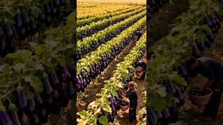 Framing the Harvest Season | #HarvestSeason #Agriculture #Harvest #YouTubeShorts