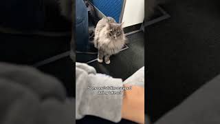The Cutest Passenger Ever😸✈️#cat #cats #fyp #funny #funnycats #funnyvideo #catlovers