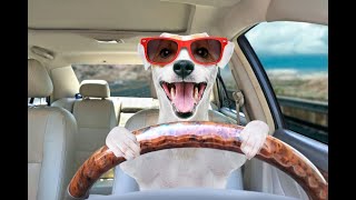 2021 絶対笑える！犬、動物の面白い＆可愛い動画総集編 Part1