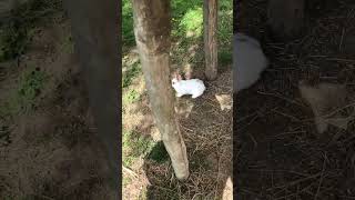 #life#bunny#natureloveres#new#rabbit#villagenaturelife#nature#villagenaturelife