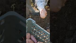 Potato farming in south africa #shorts #short #farming