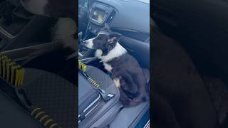 ￼ Drive with the Dogo in Front