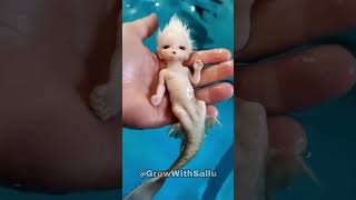 Before & After Animals Growing Up. Amazing Animal Transformation Part : 23.