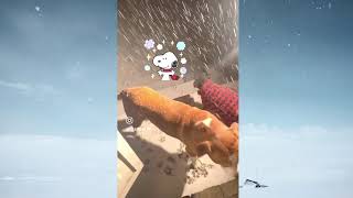 Winter Dogs Blankets #dogvideo #winter2025