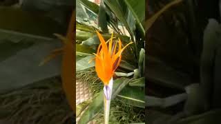 Exotic flowers and plants #Shorts #plants #flowers