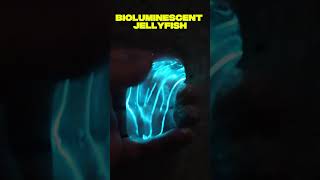 Animals That Glow in the Dark|Animal story| BCC Earth #animalstory #facts