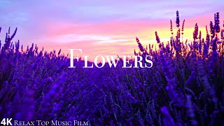 Flowers 4k With Piano Music