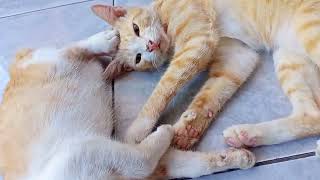 kucing ku lucu lucu//kucing dan singa