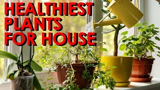 10 Healthiest Plants To Have In Your House/Health Awareness