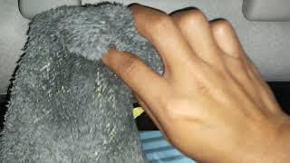 Pembersih Plafon Mobil,Interior,Jok,Dashboard Cuma dengan peralatan sederhana..
