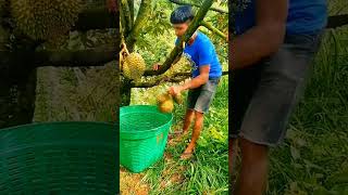 FMAgri  #shorts #agriculture #farming2024 #youngfarmers #agrilifereaction