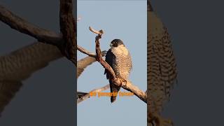 Peregrine Falcon  The Ultimate Aerial Predator!