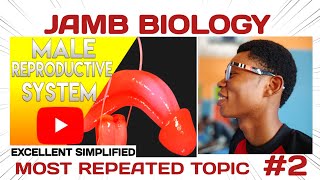 Male Reproductive system (JAMB & WAEC) Highly repeated topic