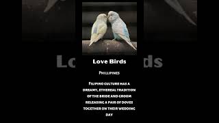 TOP 10 Beautiful Wedding Traditions From Around the World short