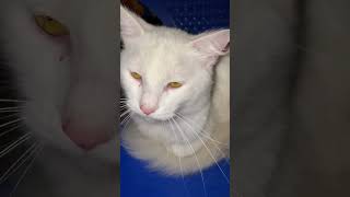 Angelo Meows 3: El Michi Is Back