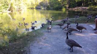 Sunset Geese