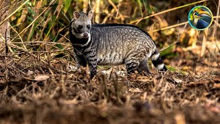 EXPLORE South Asia's SECRET RAINFOREST WILDLIFE!