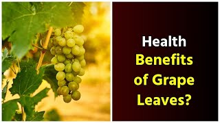 Health Benefits of Grape Leaves || The Incredible Health Benefits of Grape Leaves