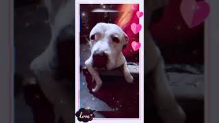 motupatluworld❤ #motupatlu#shorts#video#motupataluvideo#world#motupatalu ❤😍👍