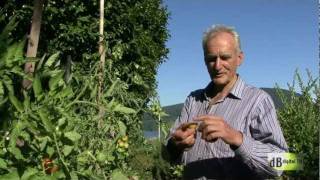 GR-OWN TOMATOES